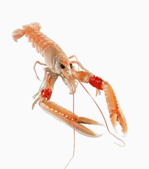 国产海螯虾测评视频大全,品鉴美味，探寻最佳选择指南